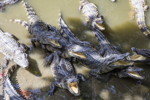 Siamese crocodiles Mekong delta in Vietnam