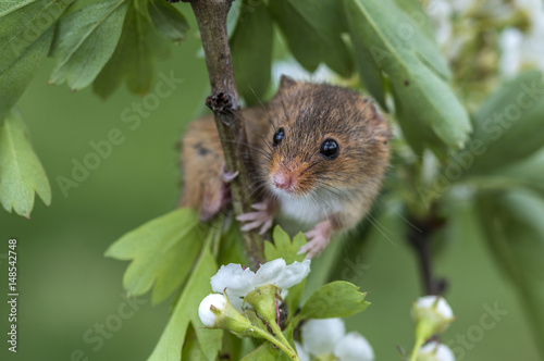 Harvest mouse on hawthorn branch