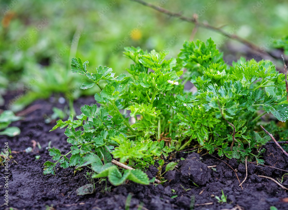 Parsley growing in the ground. Parsley growing in the ground.
