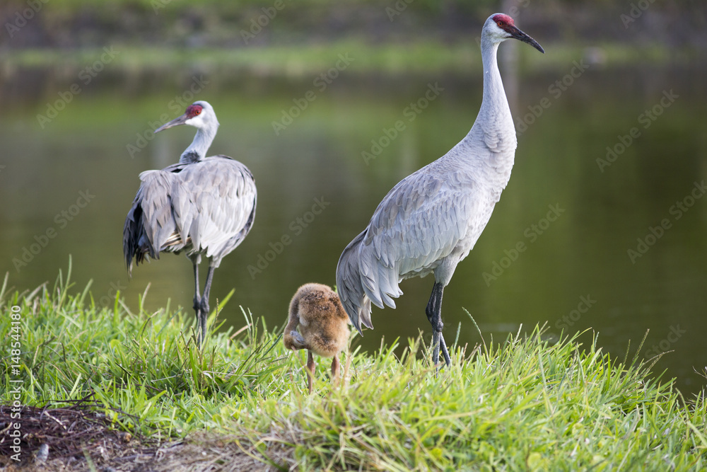 Naklejka premium Portrait of sandhill crane Grus canadensis