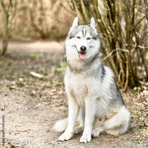 Husky dog , pet © Mariana