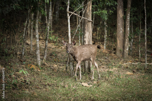 The female deer Khao Yai National Park, Thailand