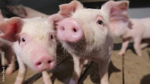 Young pigs on the farm, close-up