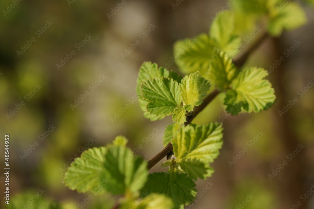 Young foliage of vesicerberry in early spring. Young foliage of vesicerberry in early spring.