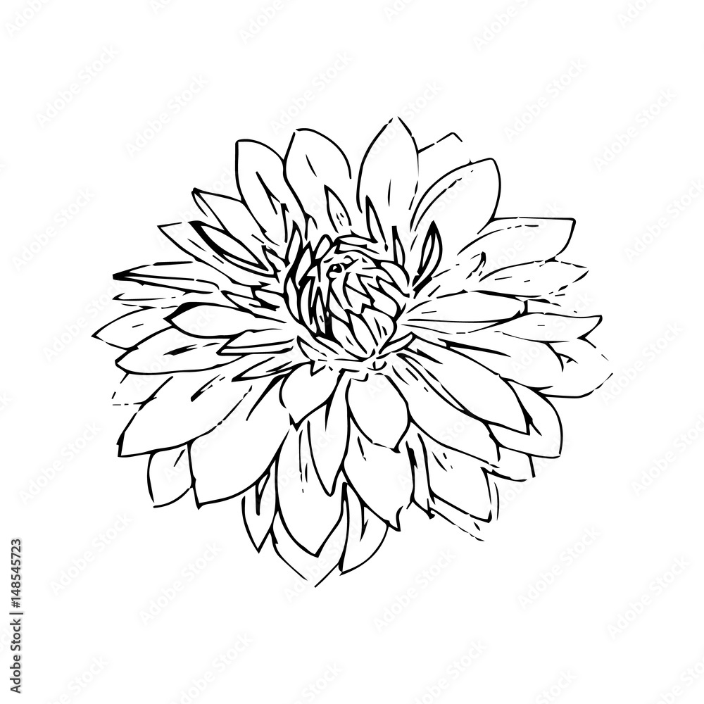hand drawn vector graphic monochrom dahlia  flower 