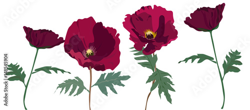 set of hand drawn poppy flower 