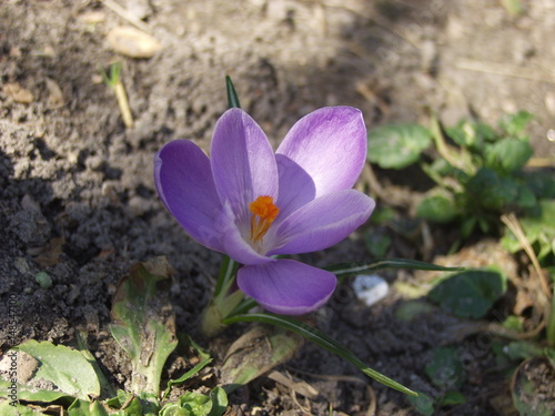 Crocus