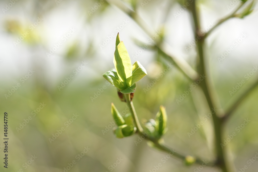 Young spring first foliage on blueberry branches. Young spring first foliage on blueberry branches.