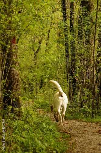 Labrador im Wald