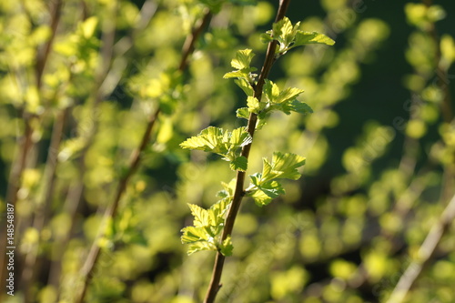 Young foliage of vesicerberry in early spring.