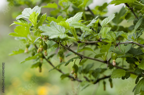 young gooseberry fruits