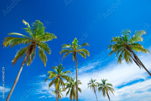 palm trees © Pakhnyushchyy