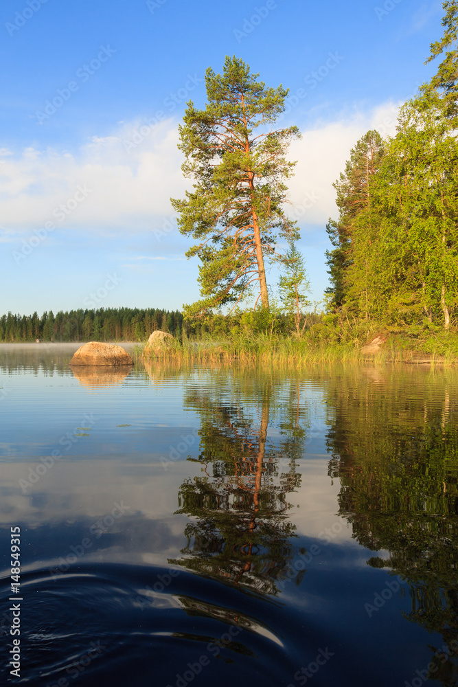 Fototapeta premium Pine tree by the lake at morning