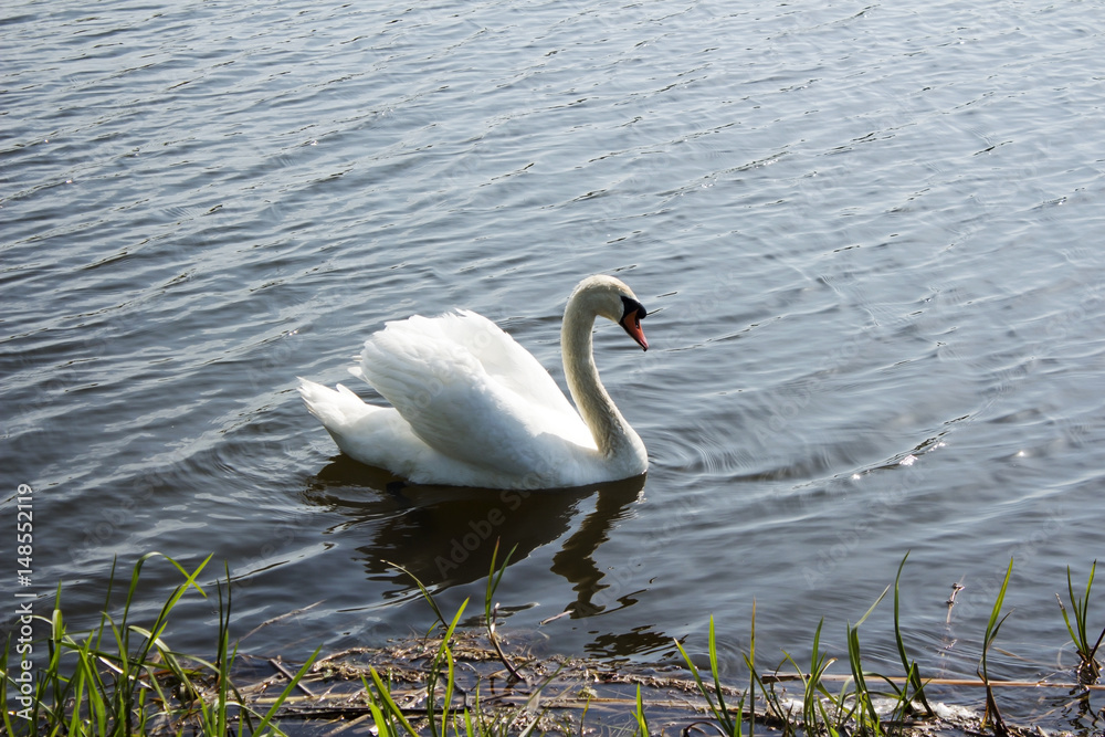 Fototapeta premium Swan 2