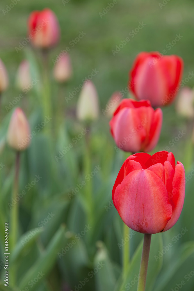 Flower bed in formal garden