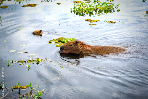 Capybaras (Hydrochoerus hydrochaeris), the largest rodents in the world. Wetlands in Nature Reserve Esteros del Ibera, Colonia Carlos Pellegrini, Corrientes, Argentina photo