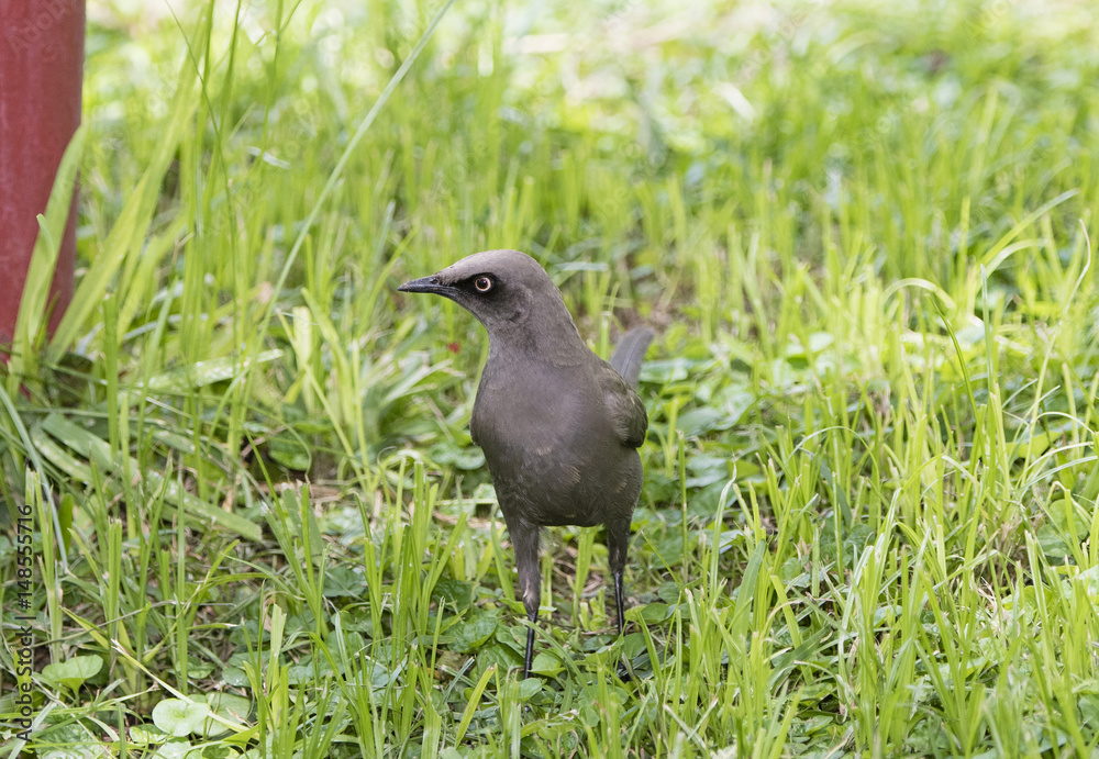 Fototapeta premium Ashy Starling (Lamprotornis unicolor) on the Ground in Northern Tanzania