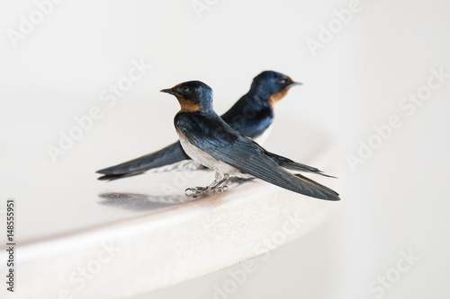 Angola Swallos (Hirundo angolensis) Perched on a Table in Northern Tanzania photo