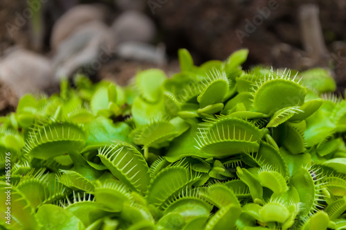 Tiny green venus flytrap clump closeup shot