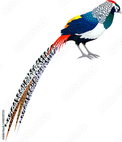 vector diamond pheasant - lady amherst's pheasant