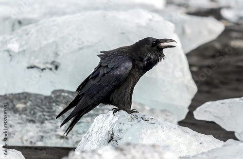 Crow at Jokulsarlon