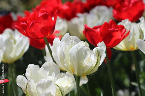 Fototapeta Naklejka Na Ścianę i Meble -  Beautiful tulips in the garden