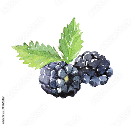 Blackberry with leaves, watercolor illustration