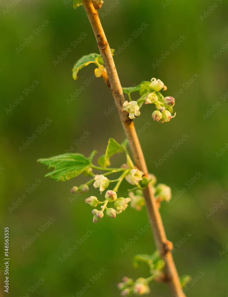 green currant on a blur leaves backgrounds green currant on a blur leaves backgrounds