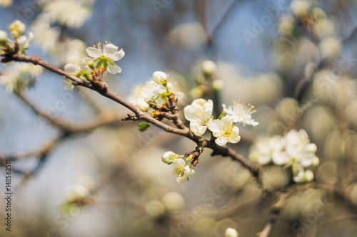 new bud of cherry tree on a blur backgrounds