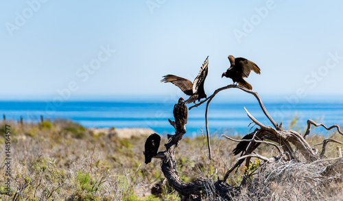 turkey vultures perched on a dead tree in the Mexican desert