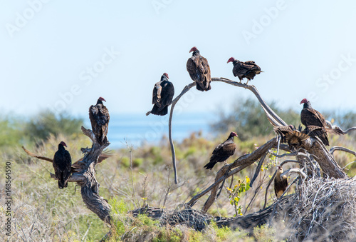 Canvas Print turkey vultures perched on a dead tree in the Mexican desert
