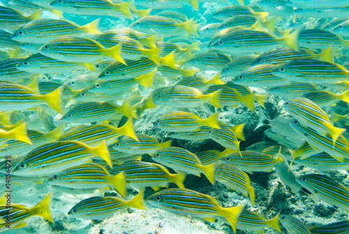 School of fish in the water off of Cabo Mexico