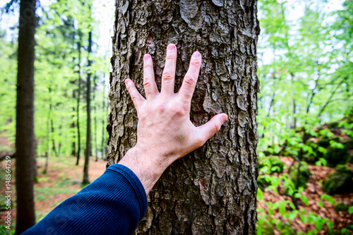 man caresses the bark of a fir tree - outdoor activity and spring season