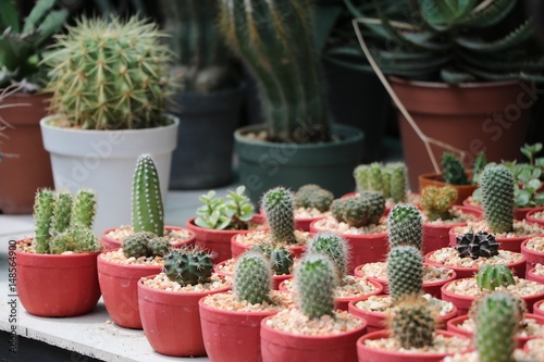Beautiful Cactus  in flower pot at  tree market 
