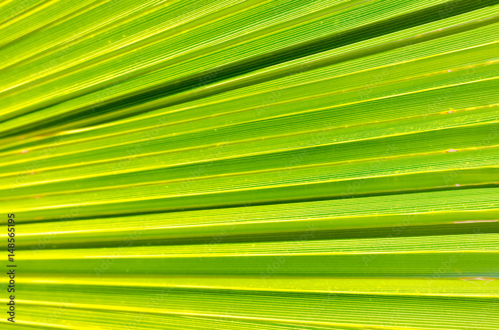 Palm frond back lit by sunlight Palm frond back lit by sunlight