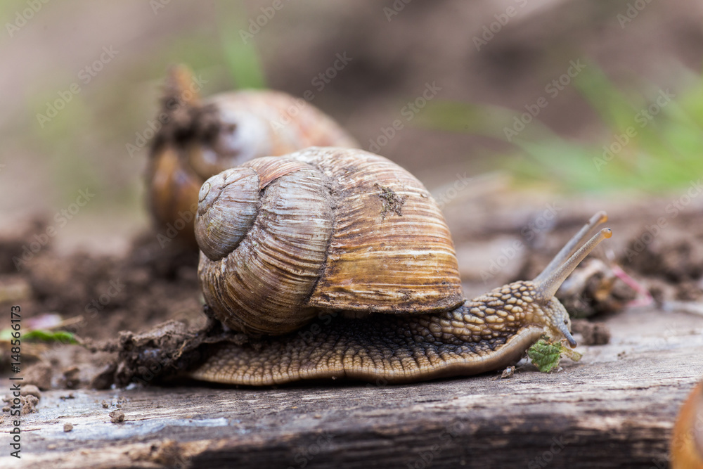 Helix pomatia, or Burgundy snail, Roman, edible or escargot crawls on a wooden board. The snail stuck out its antennae. Helix pomatia, or Burgundy snail, Roman, edible or escargot crawls on a wooden board. The snail stuck out its antennae.