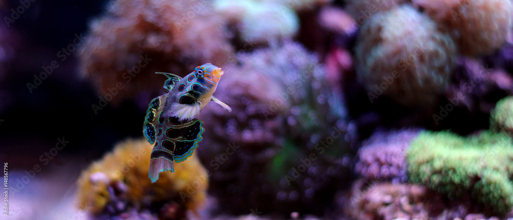Fototapeta premium Green Mandarin fish