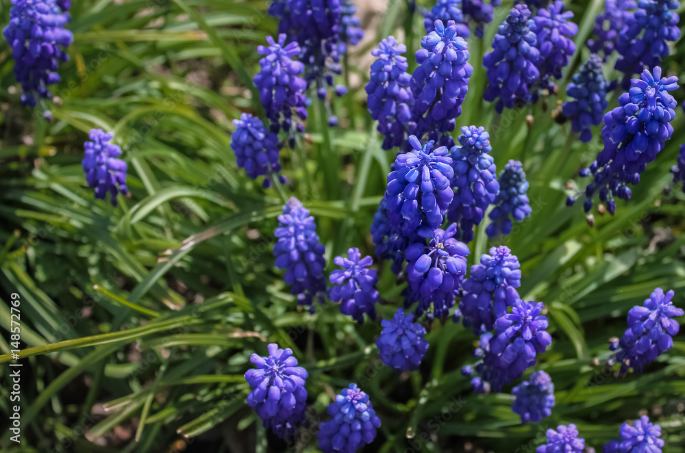 Blue spring flowers muscari or grape hyacinth in natural background, closeup. Right side. Blue spring flowers muscari or grape hyacinth in natural background, closeup. Right side.