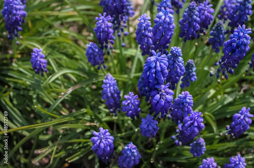 Blue spring flowers muscari or grape hyacinth in natural background  closeup. Right side.