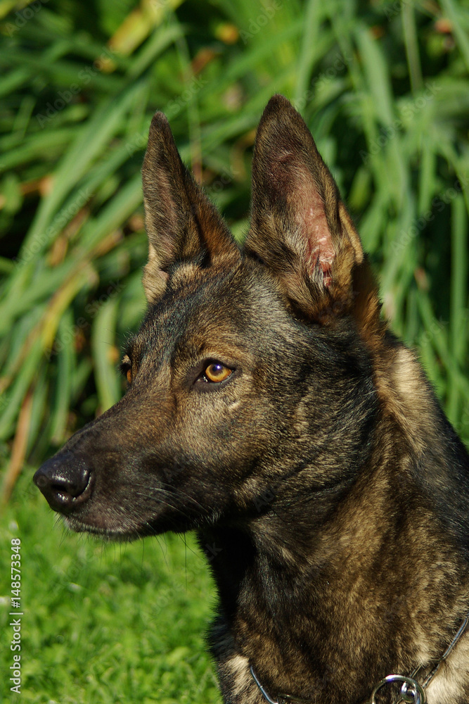 Portrait of Italian wolf dog Portrait of Italian wolf dog