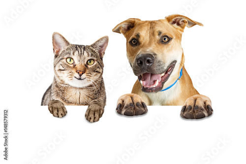 Happy Cat and Dog Over White Banner
