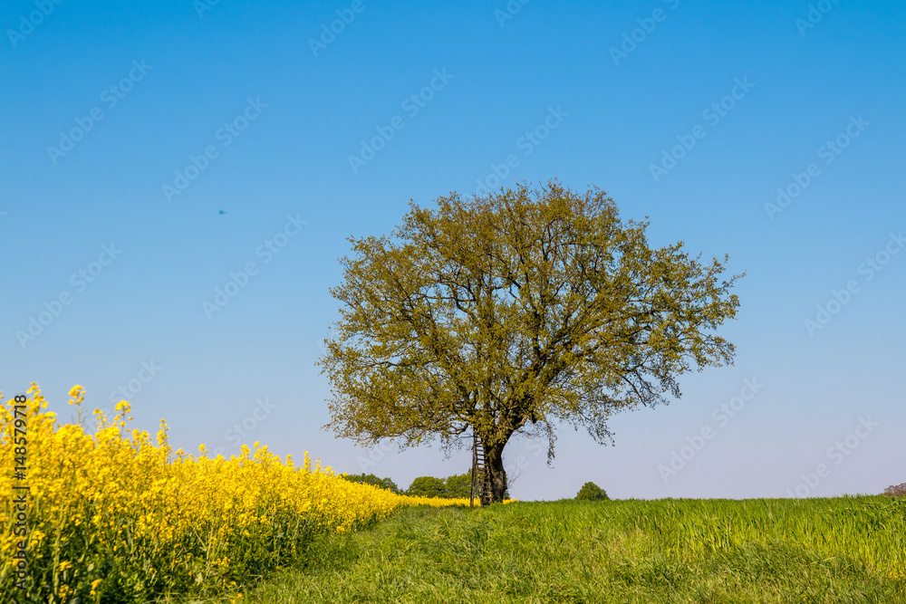 landscape in spring in germany 