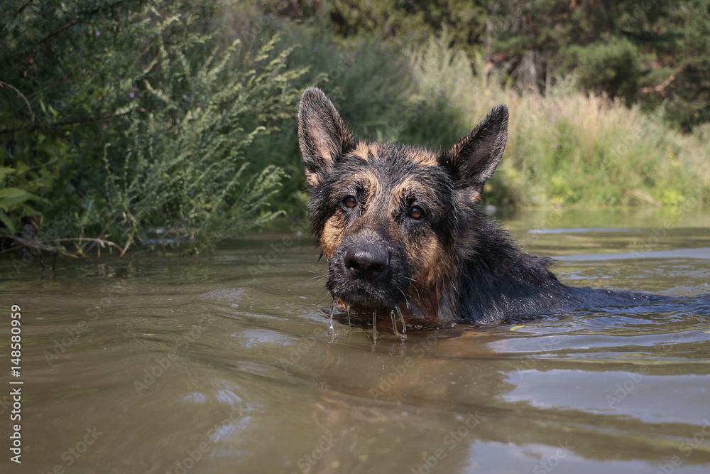Wet dog german shepherd in a water in a summer day Wet dog german shepherd in a water in a summer day