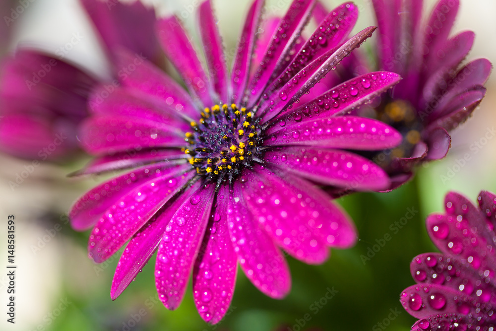 Violet Osteospermum ecklonis marco with drops Violet Osteospermum ecklonis marco with drops