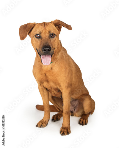 Rhodesian Ridgeback Labrador Crossbreed Dog