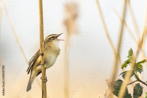 Sedge Warbler, Acrocephalus schoenobaenus, singing perched in a reed bed