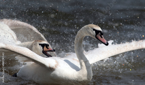 Canvas Print Two male swans, Cygnus olor, during a fight for supremacy in mating season on the River Danube at Zemun in the Belgrade Serbia