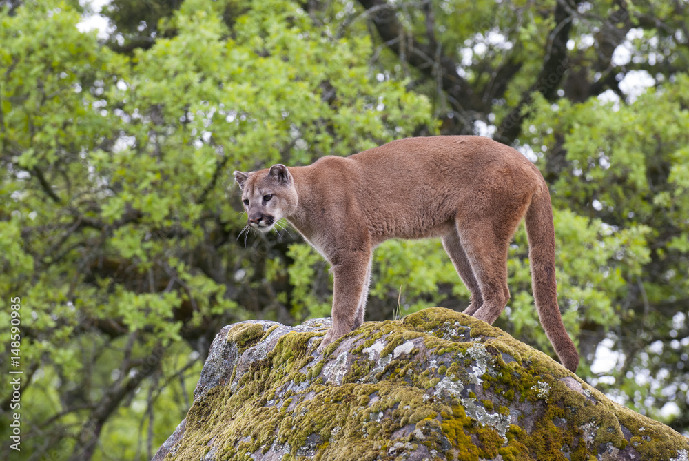 Fototapeta premium Mountain lion on lichen covered rocks with green trees