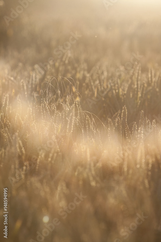 Golden wheat with large sun flare.