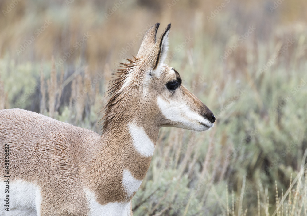 Young juvenile female pronghorn portrait in sagebrush Young juvenile female pronghorn portrait in sagebrush